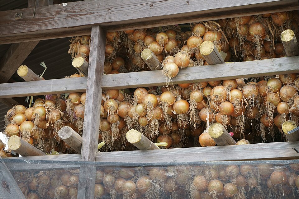 Onions hung up in bunches to dry on wooden racks